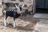 Kid & Lamb Blankets